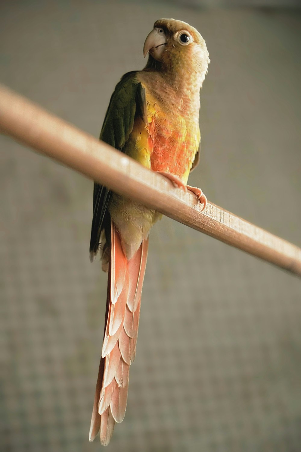 a bird sitting on a branch