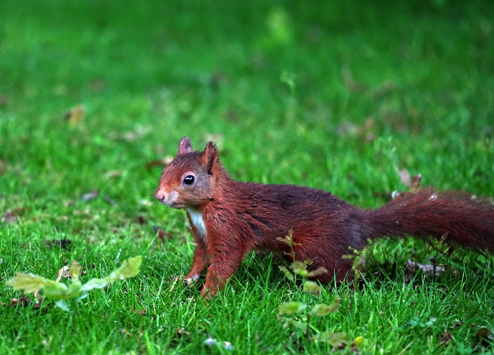a squirrel in the grass
