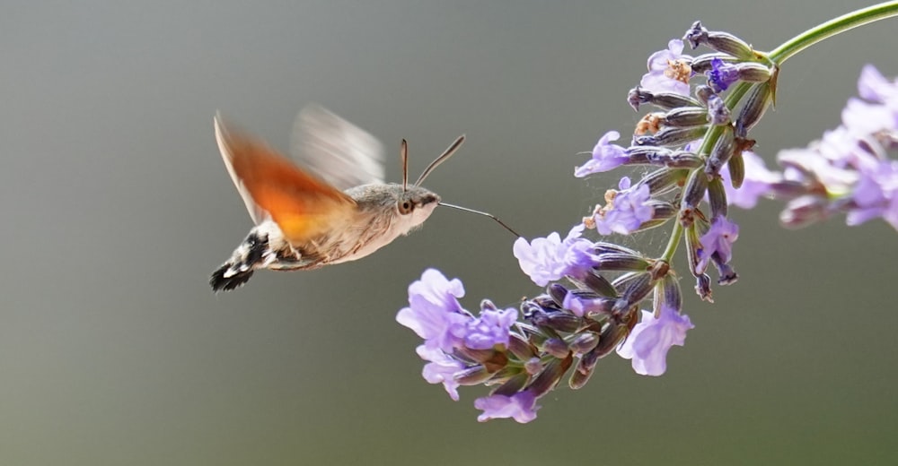 a butterfly on a flower