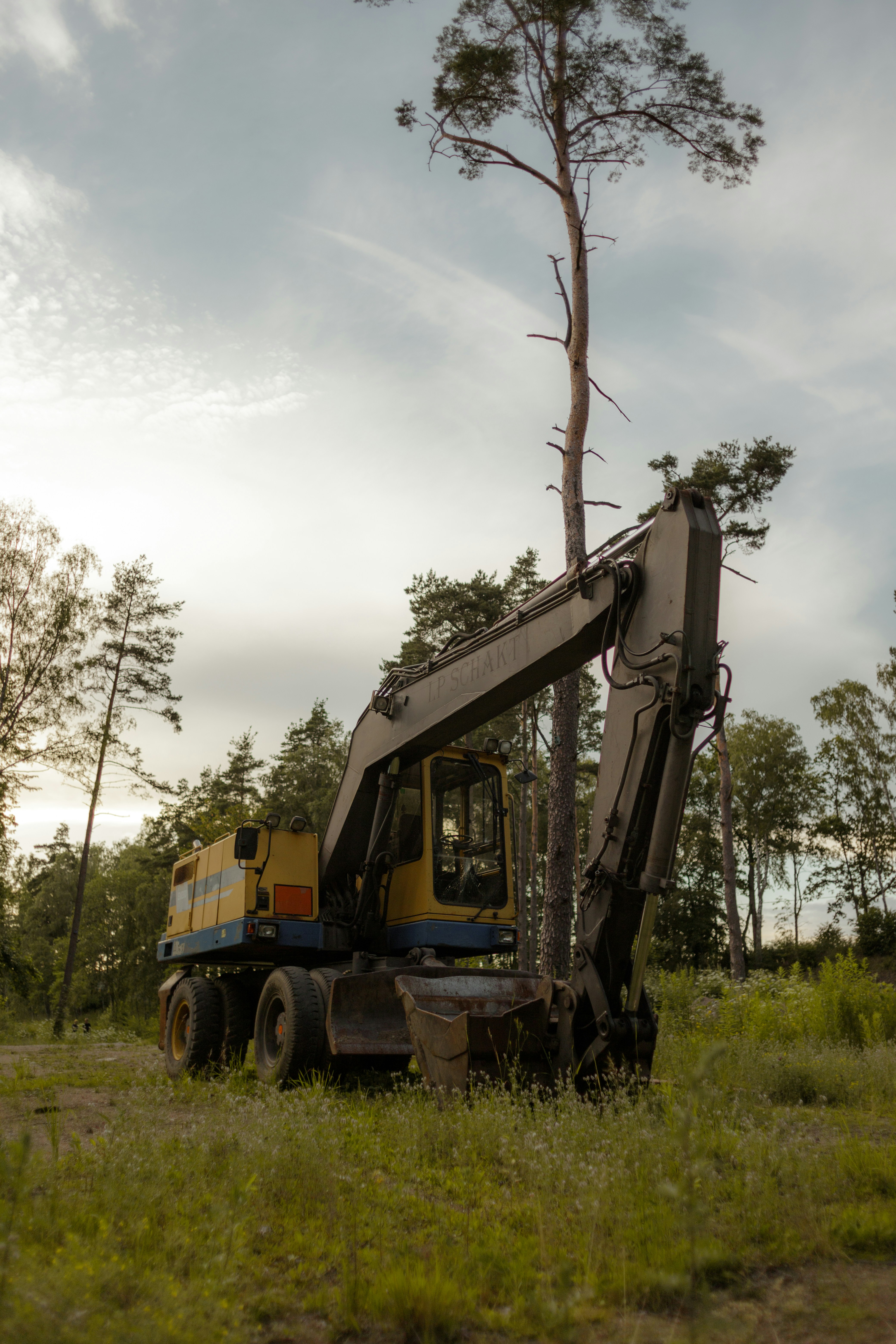 a tree with a crane on it