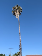 A tall palm tree with a long, slender trunk reaching up into a clear blue sky. The top of the tree features a cluster of fronds. In the background, there are parts of a rooftop, power lines, and smaller trees.