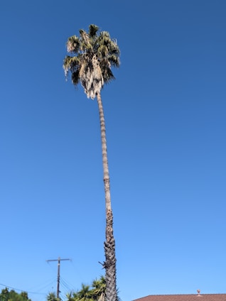 A tall palm tree with a long, slender trunk reaching up into a clear blue sky. The top of the tree features a cluster of fronds. In the background, there are parts of a rooftop, power lines, and smaller trees.