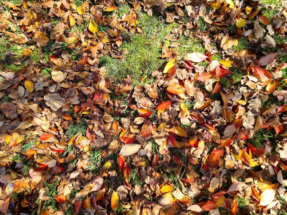 a pile of leaves