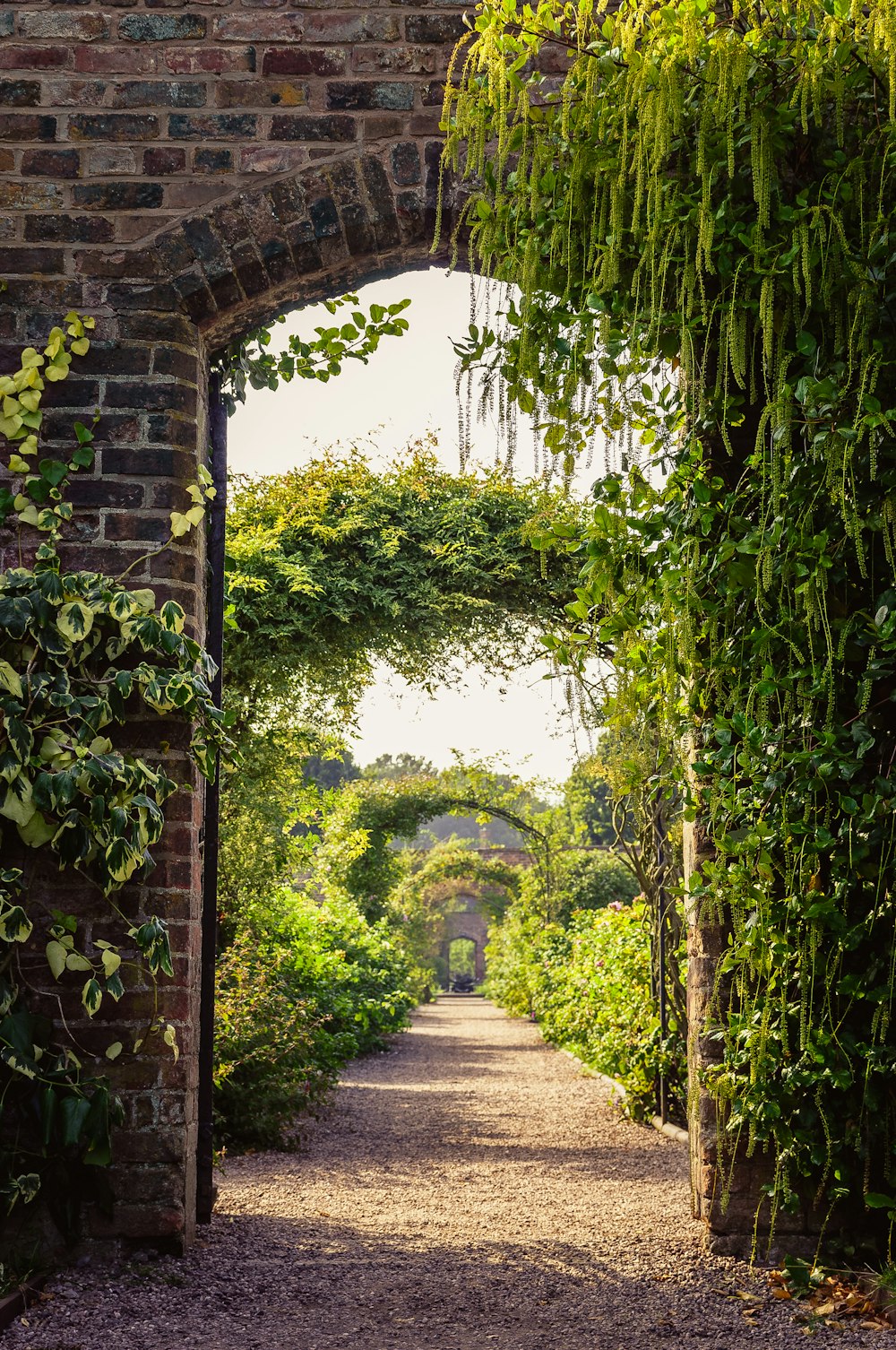 a path with plants on the side