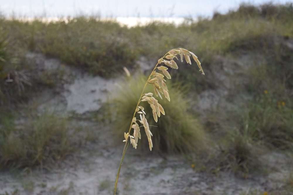 a plant growing in the dirt