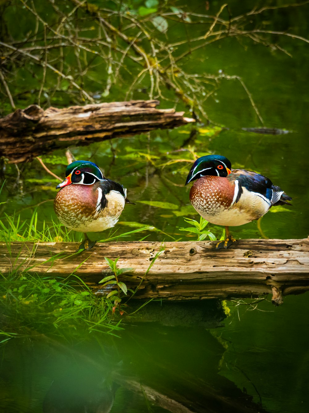 Zwei Enten auf einem Baumstamm