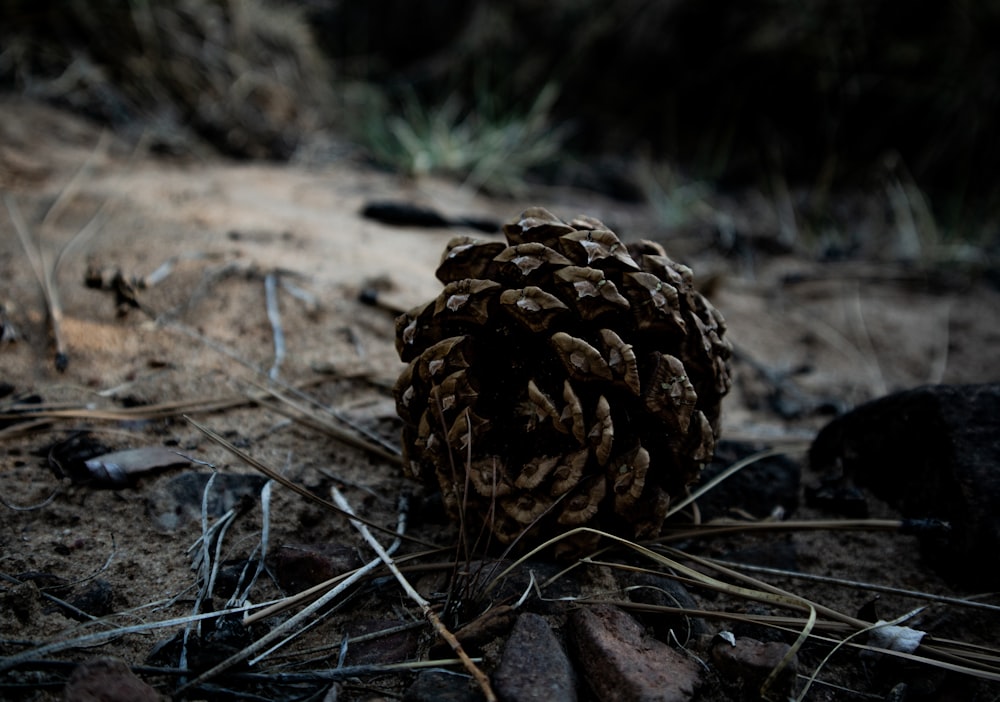 a pine cone on the ground