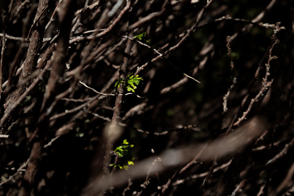 a close up of a tree branch