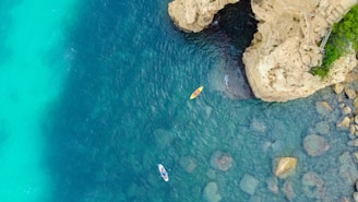 a fish swimming in a body of water