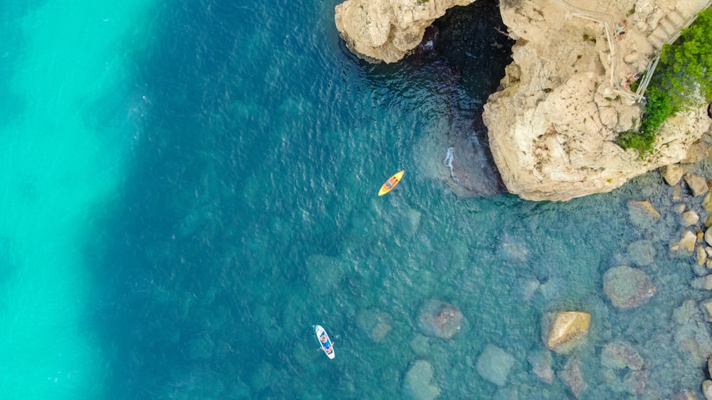 a fish swimming in a body of water