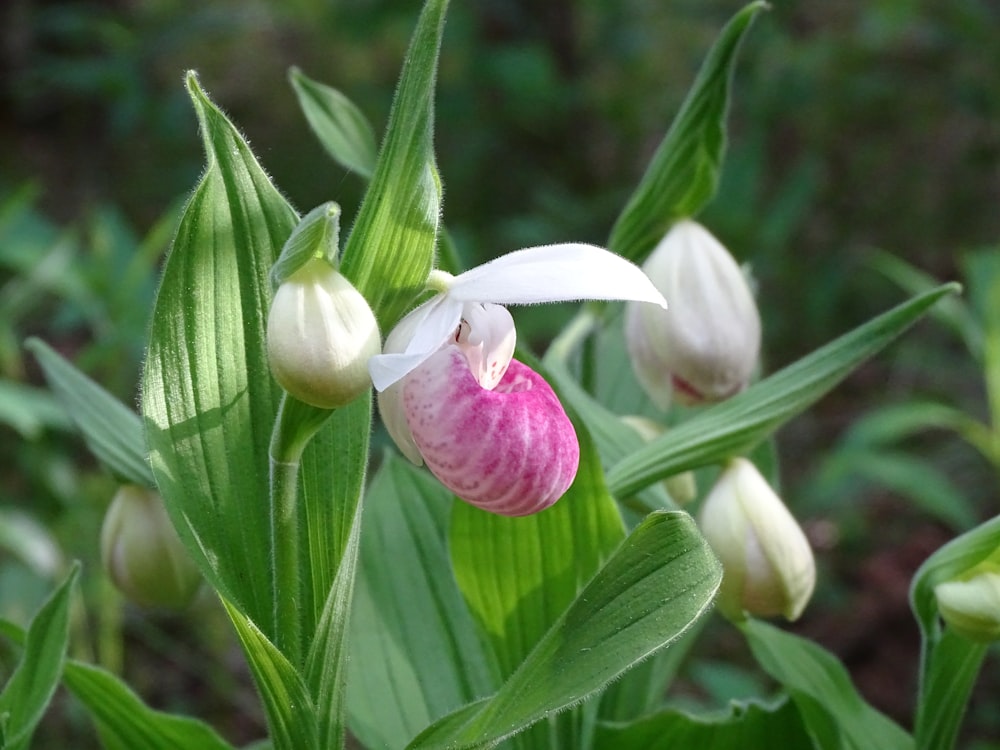 a close up of a flower