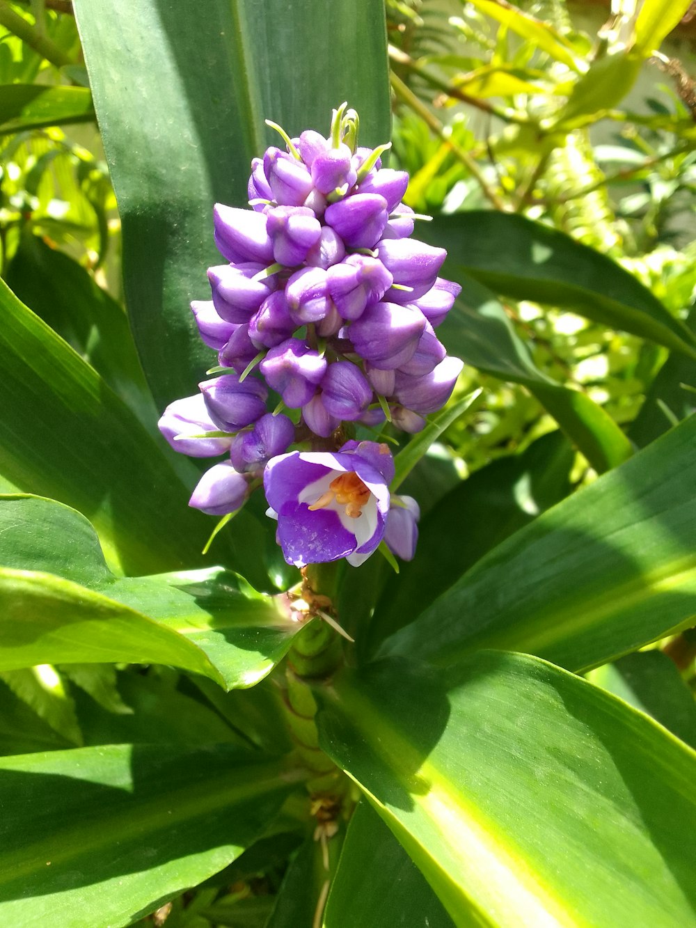 a purple flower on a plant