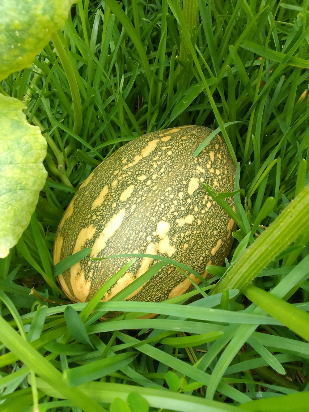 a green frog on grass