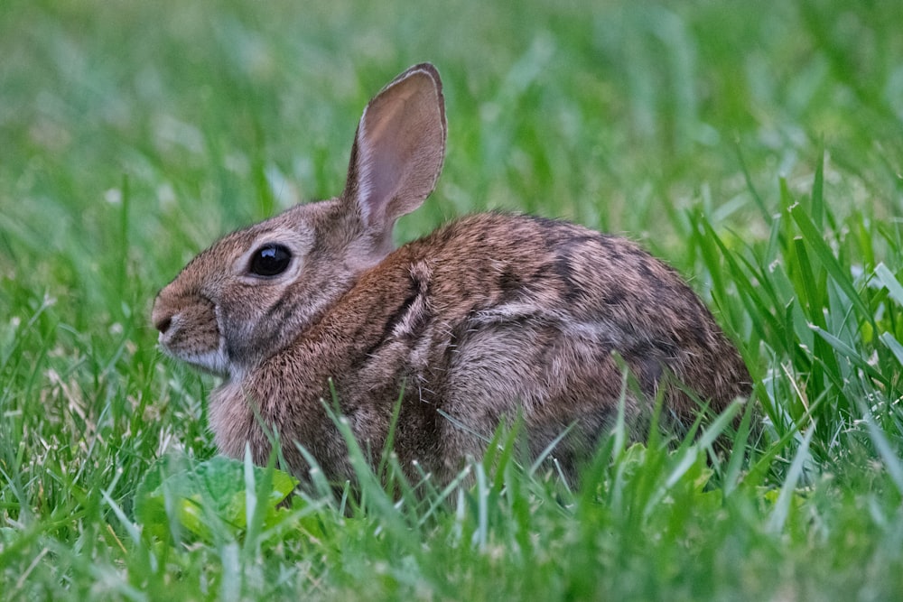 a rabbit in the grass