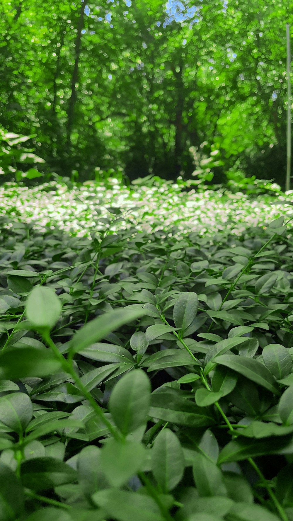 a group of plants with flowers