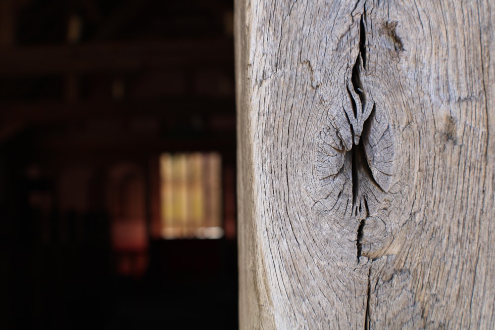 a close up of a tree trunk