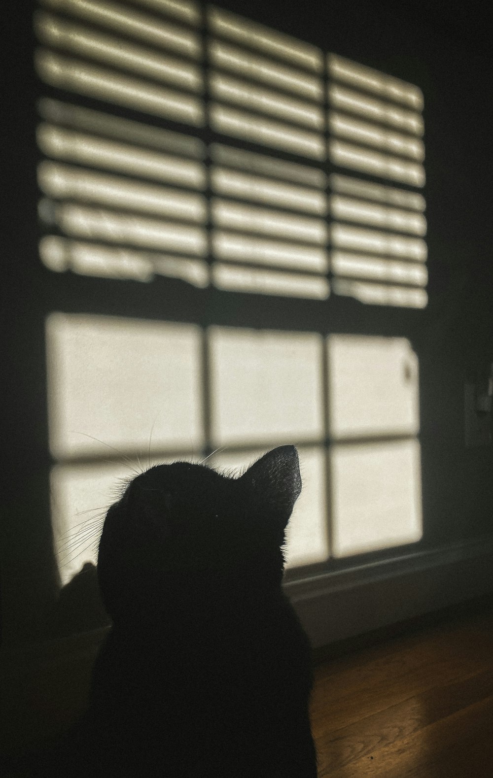 a cat looking out a window