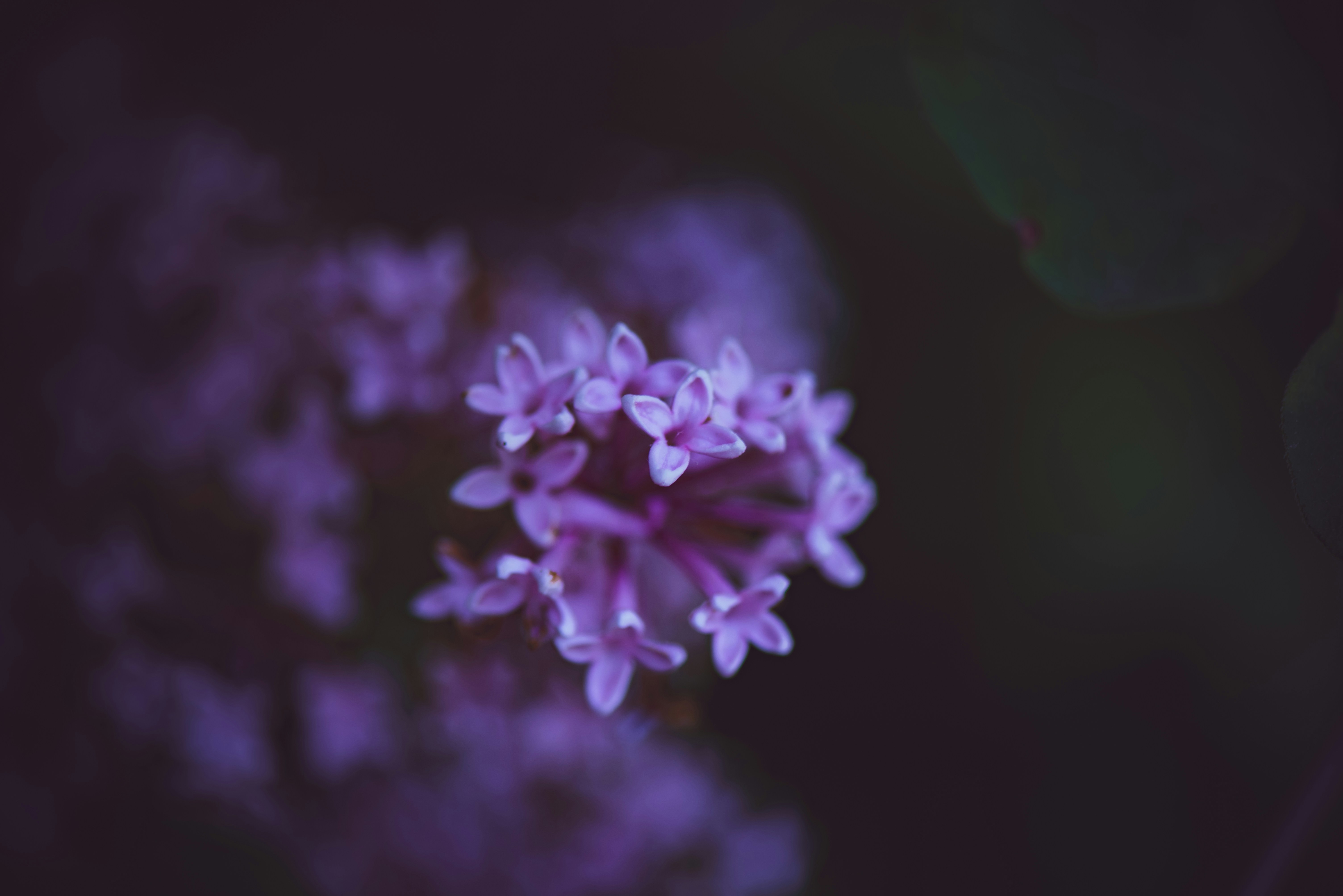 Photo by albulenapanduri