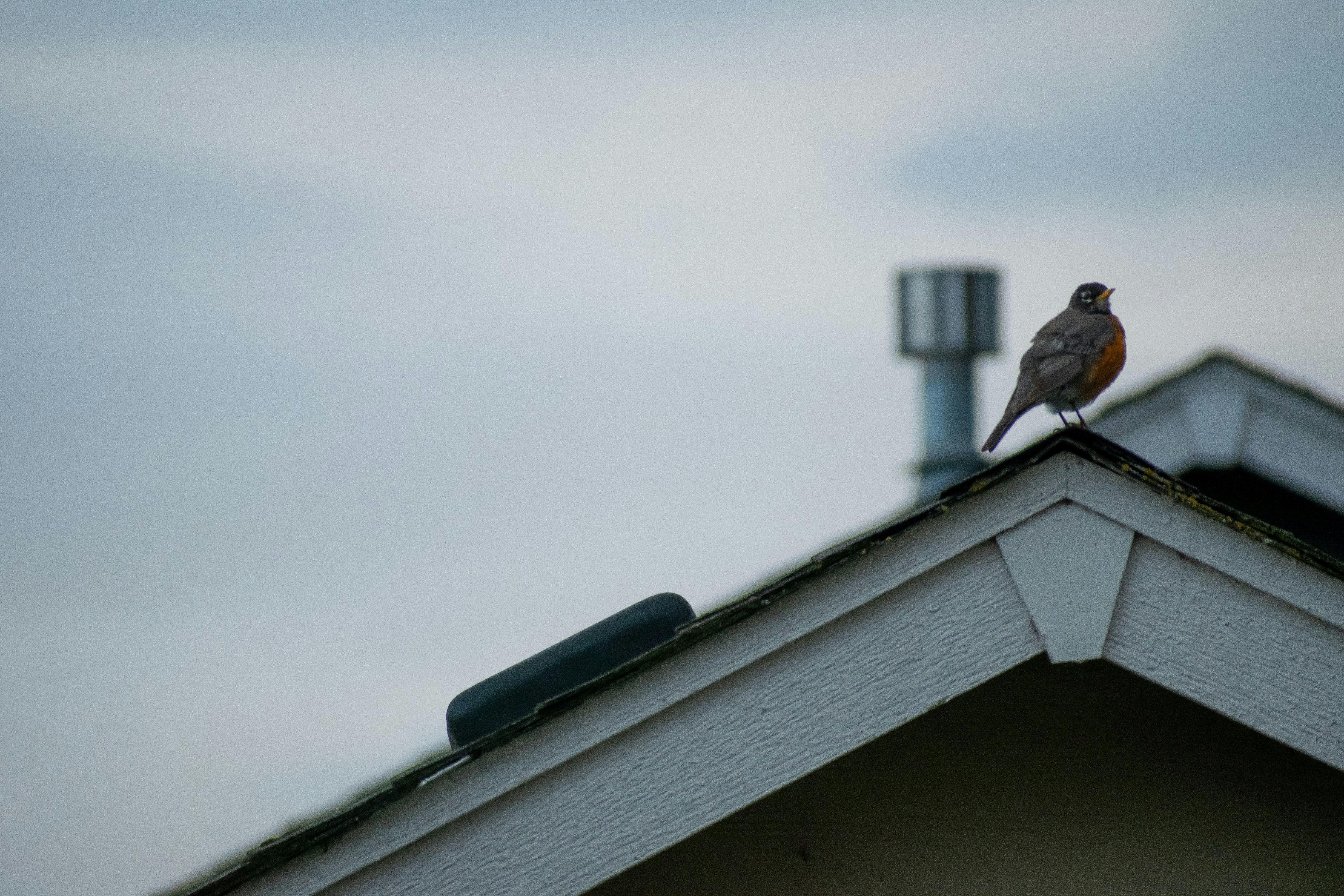 a bird sitting on a roof