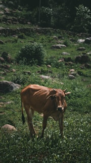 A brown cow standing in a lush, green field surrounded by rocks and foliage. The background includes dense greenery with trees and shrubs under a dimly lit overcast sky, creating a serene and natural setting.
