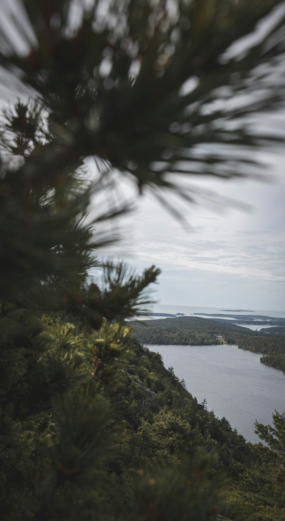 a view of a lake from a tree