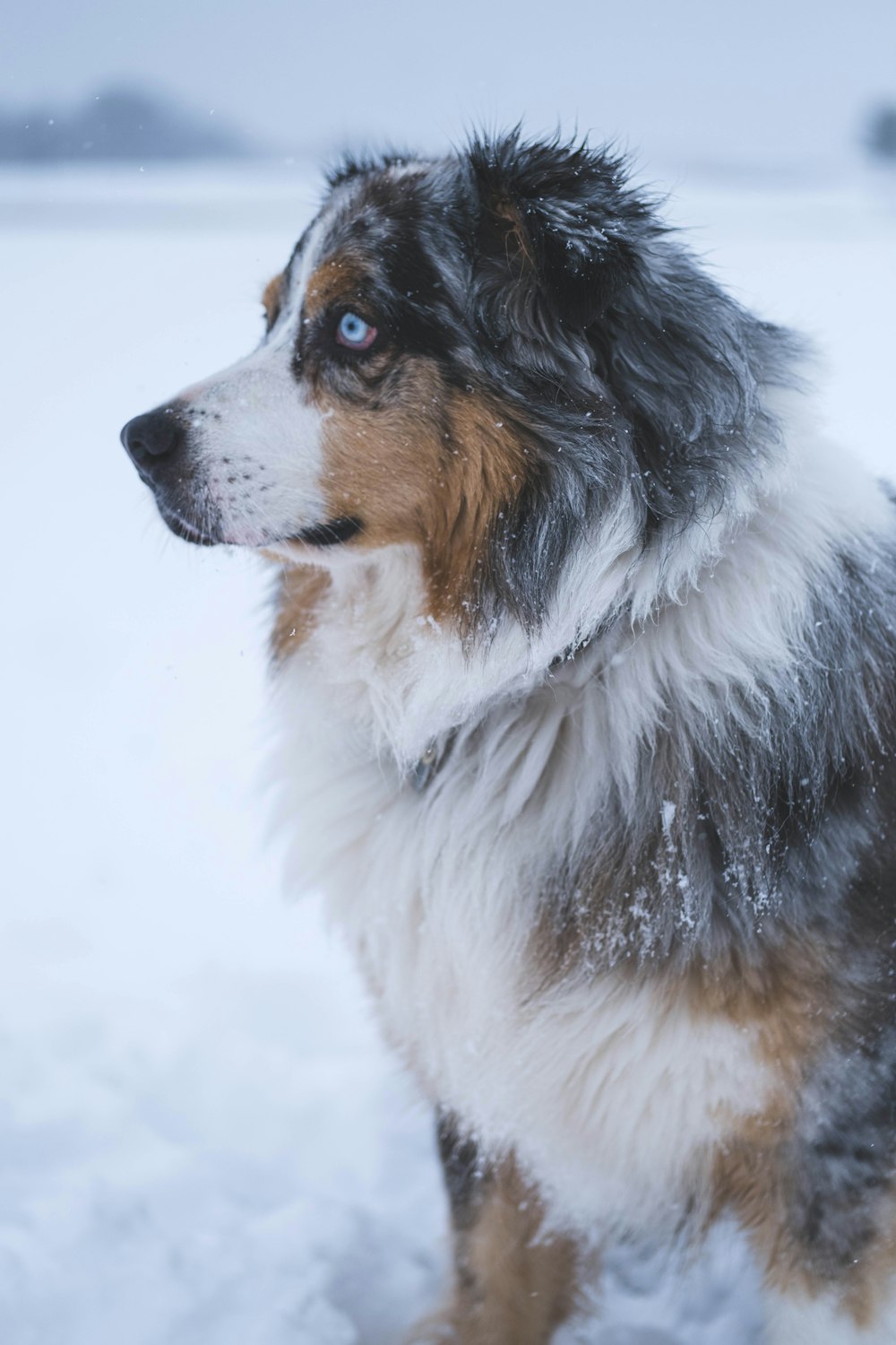 a dog standing in the snow
