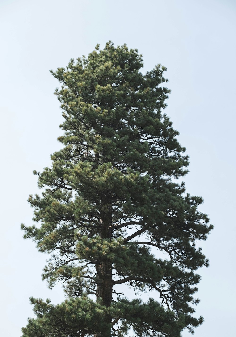 a tree with green leaves