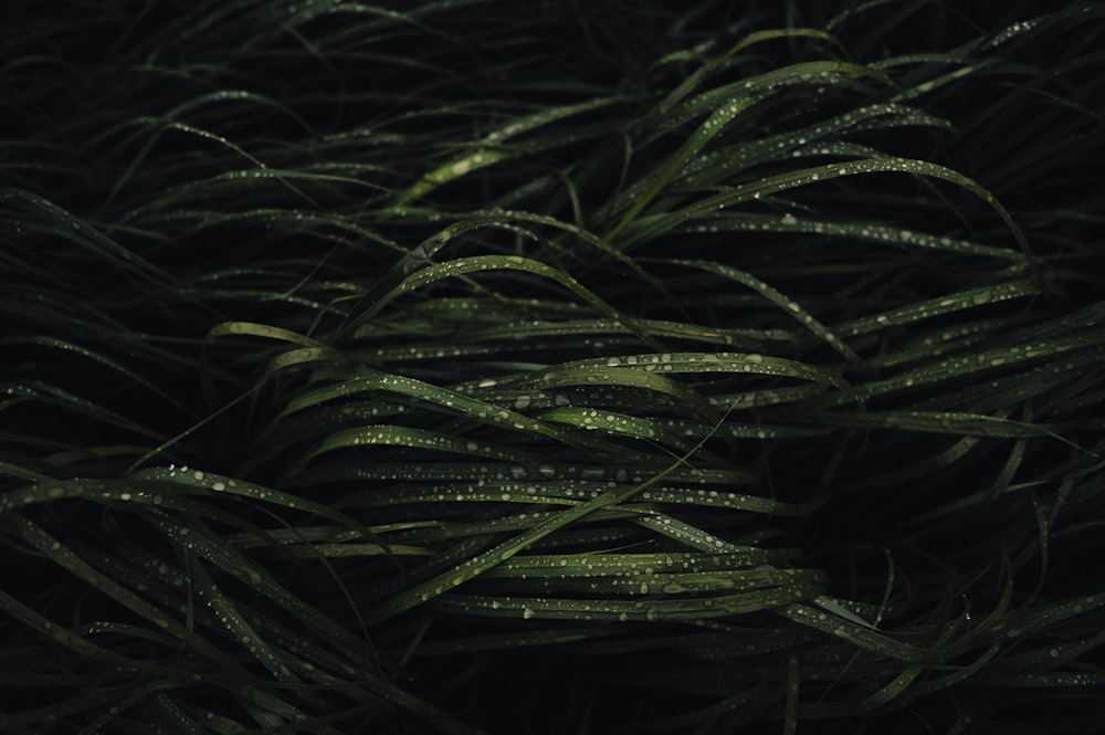 a close up of some grass