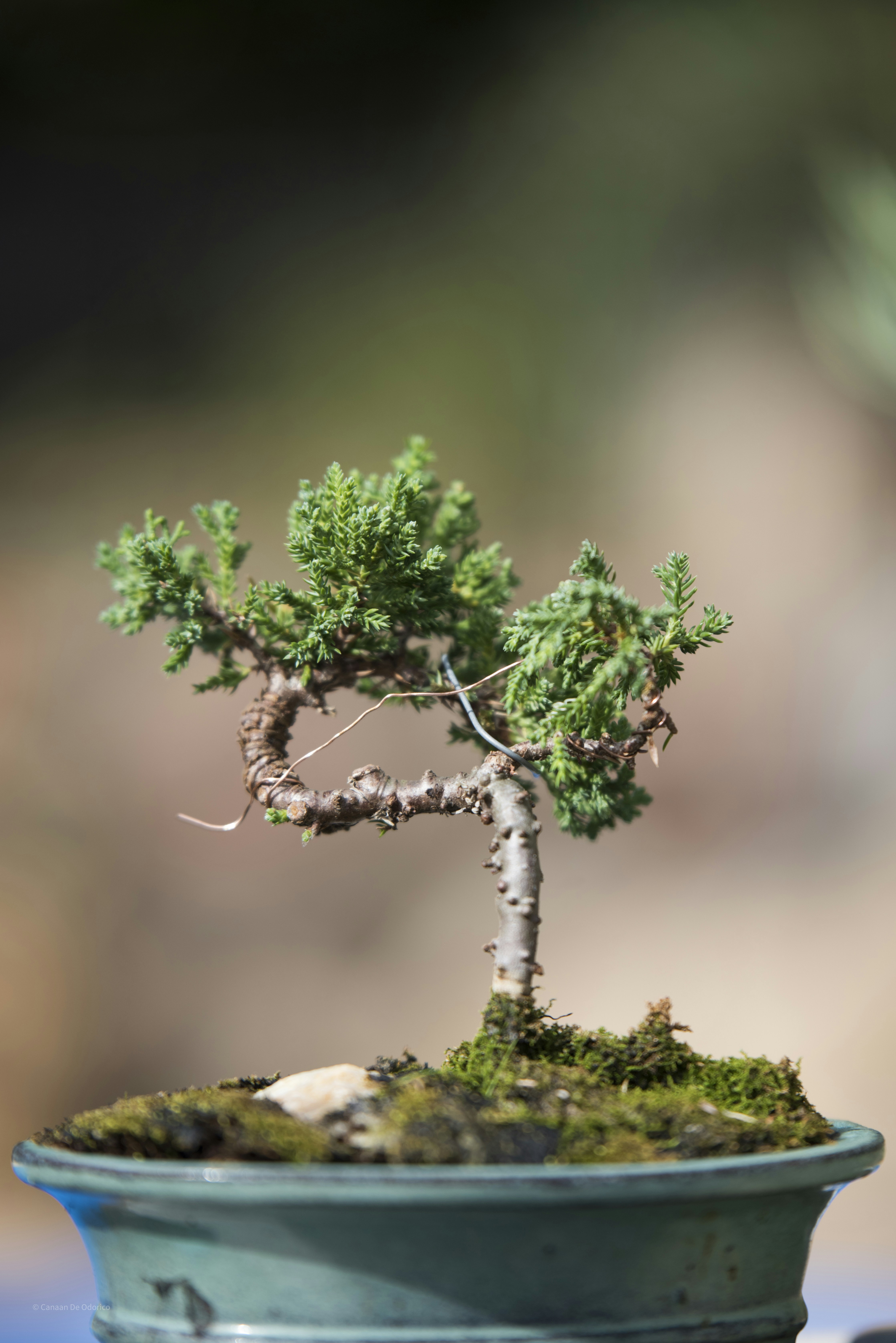 a small tree in a pot