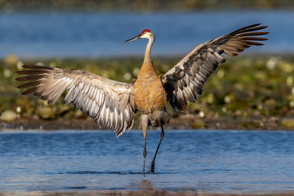 a couple of birds landing on water