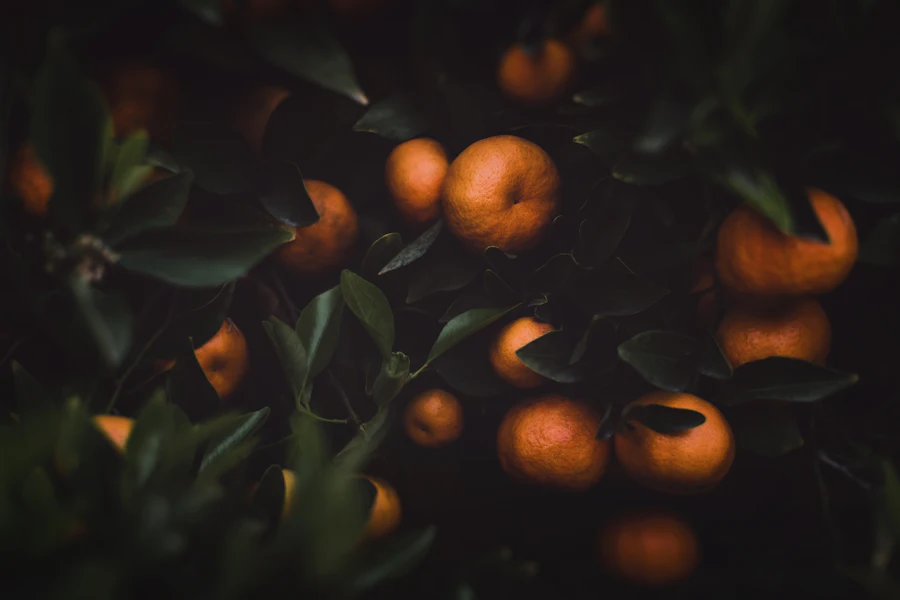 Oranges hanging in the orchard