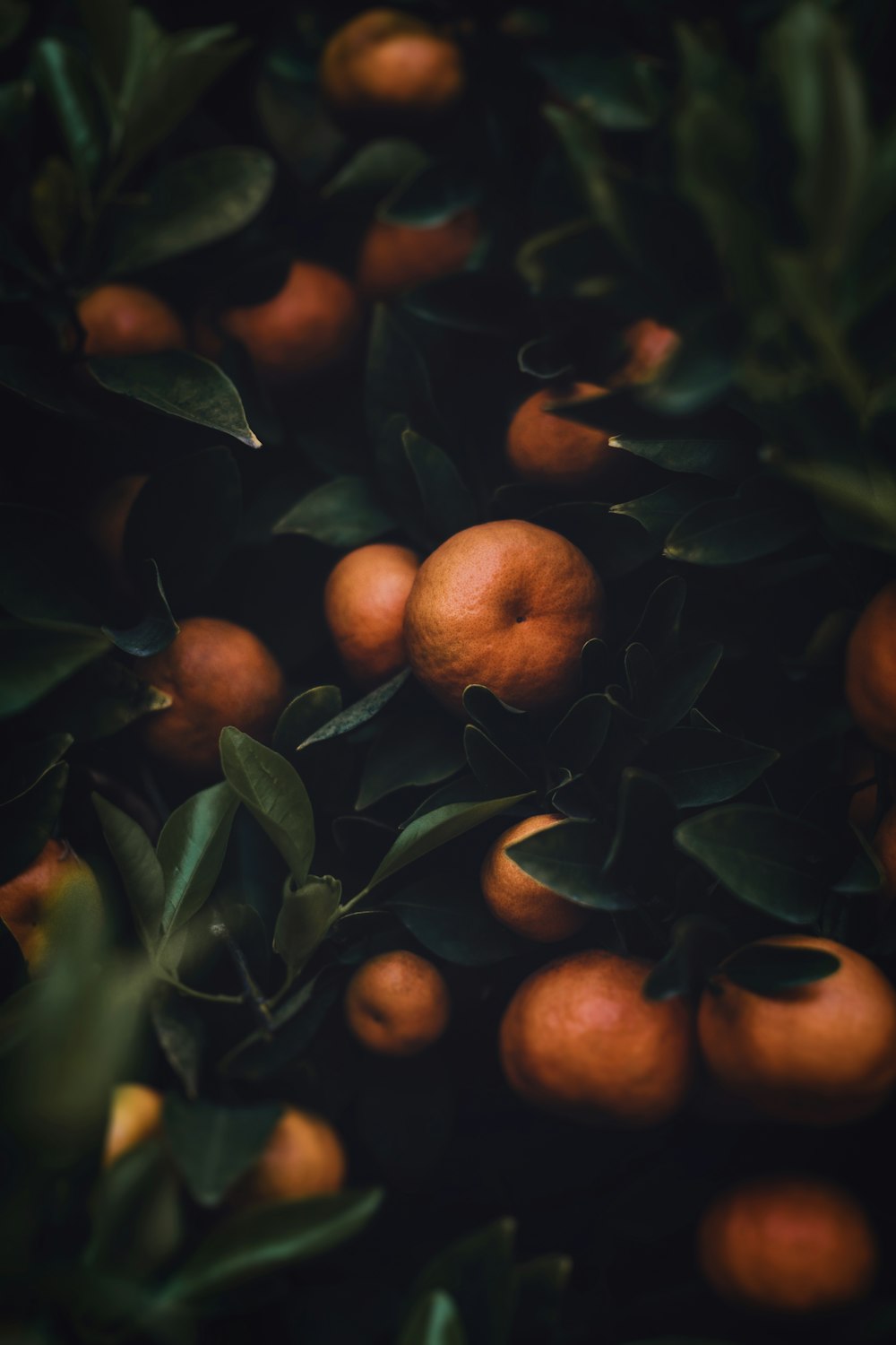 a bunch of oranges growing on a tree