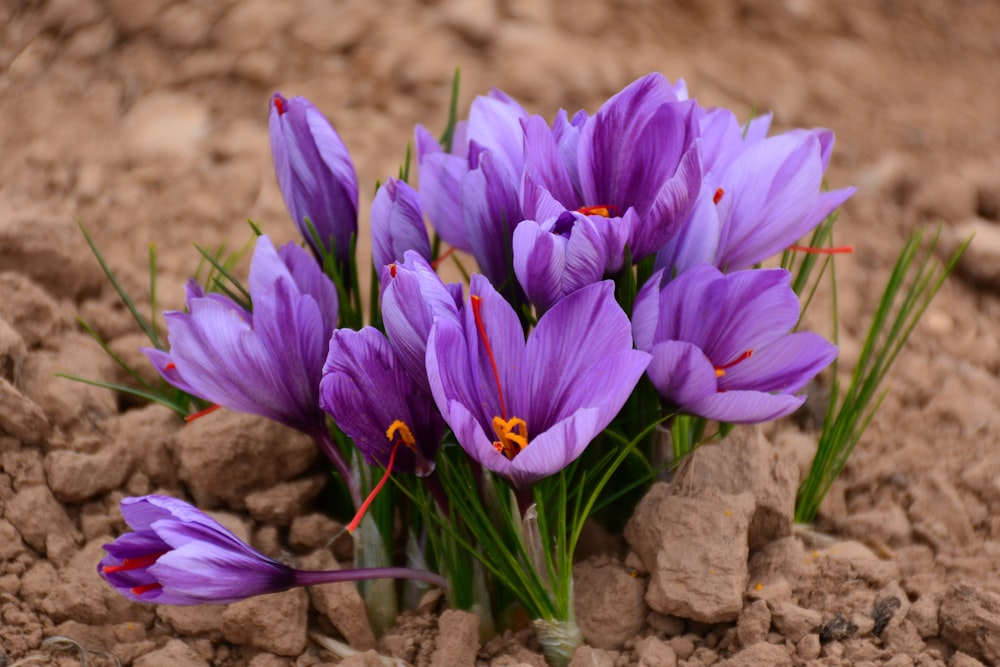 a group of purple flowers