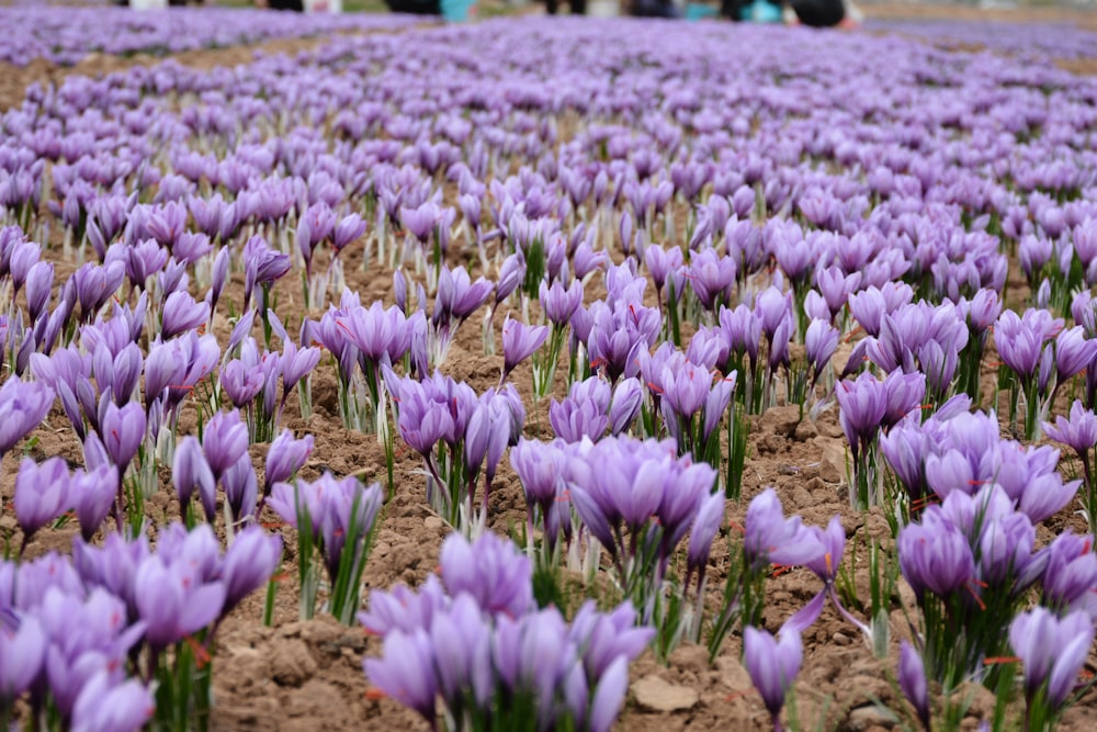 a large group of purple flowers