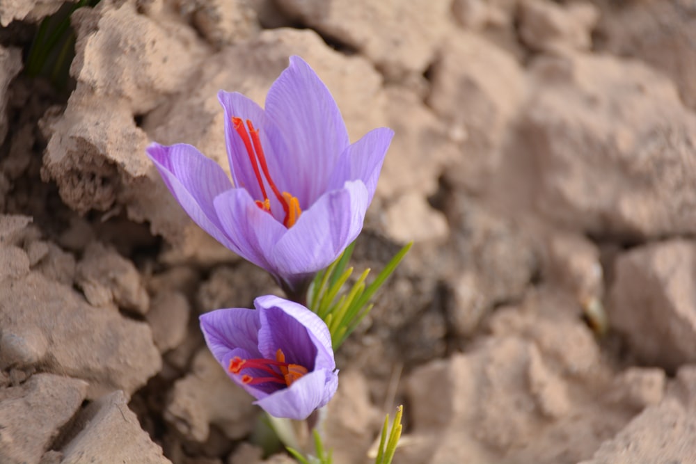 a couple purple flowers