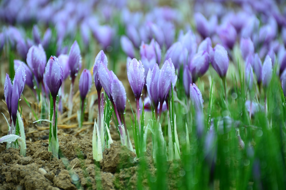 a group of purple flowers