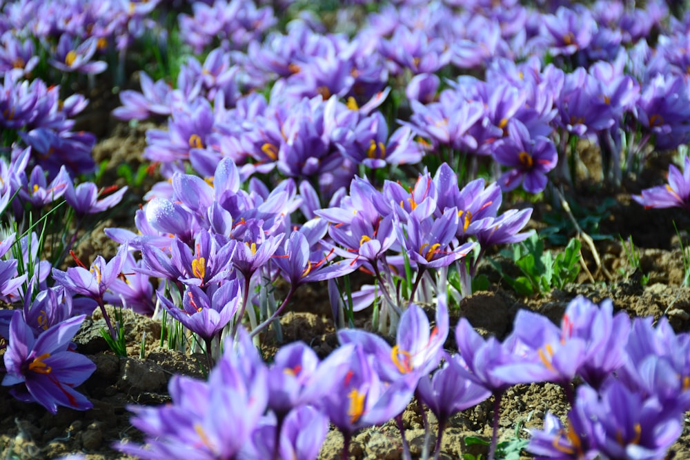 a group of purple flowers