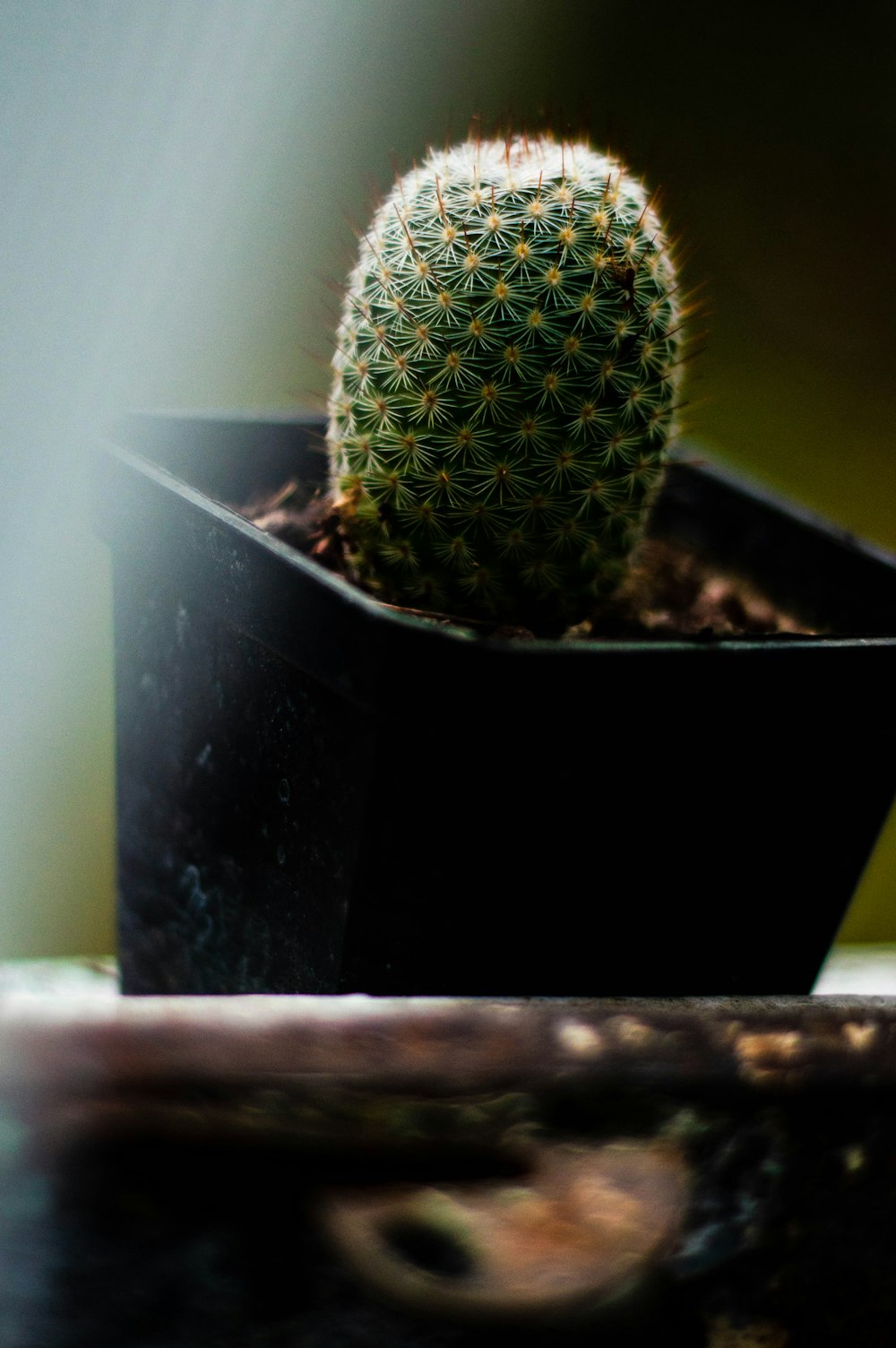 a cactus in a pot
