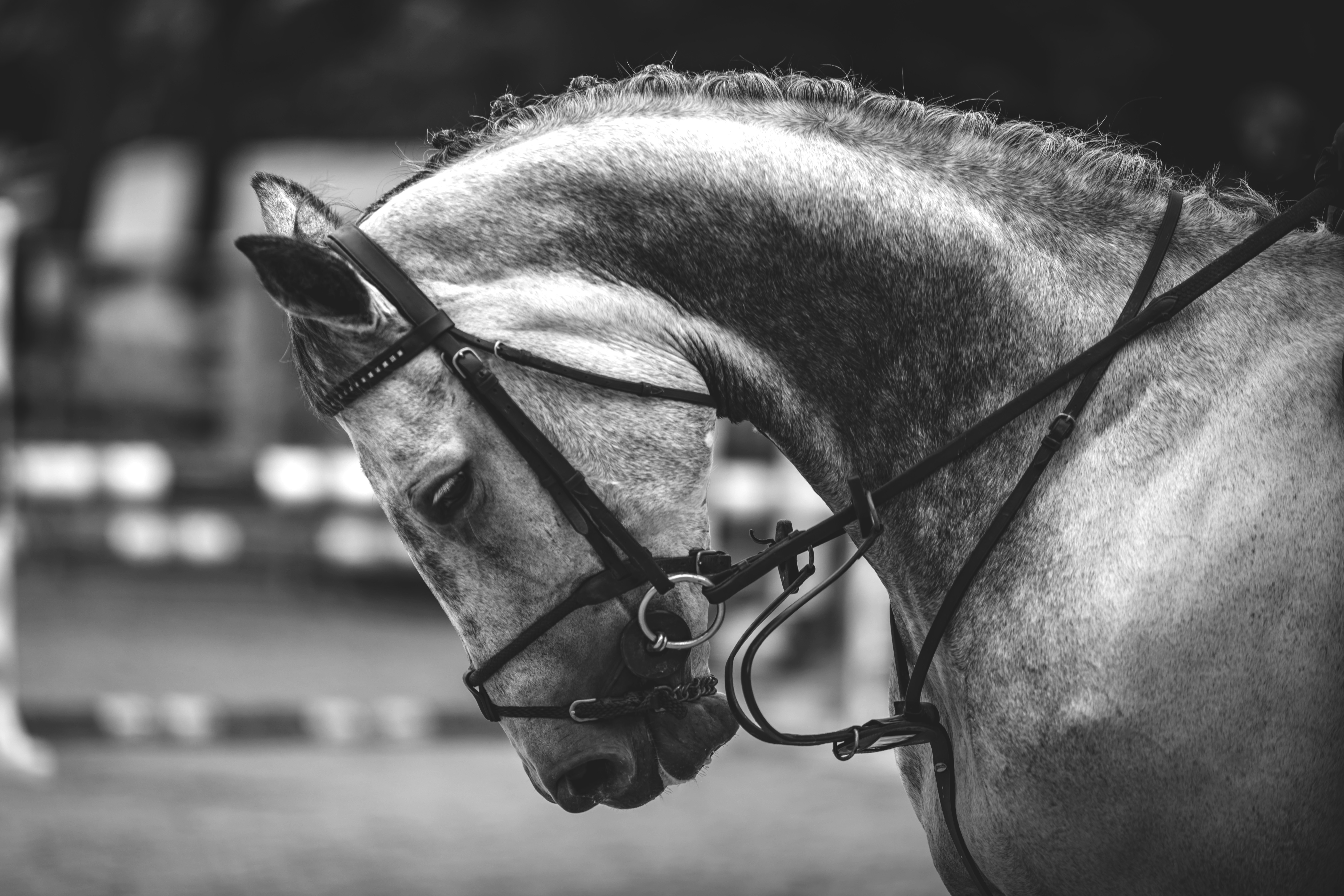 Photo by leo_visions_