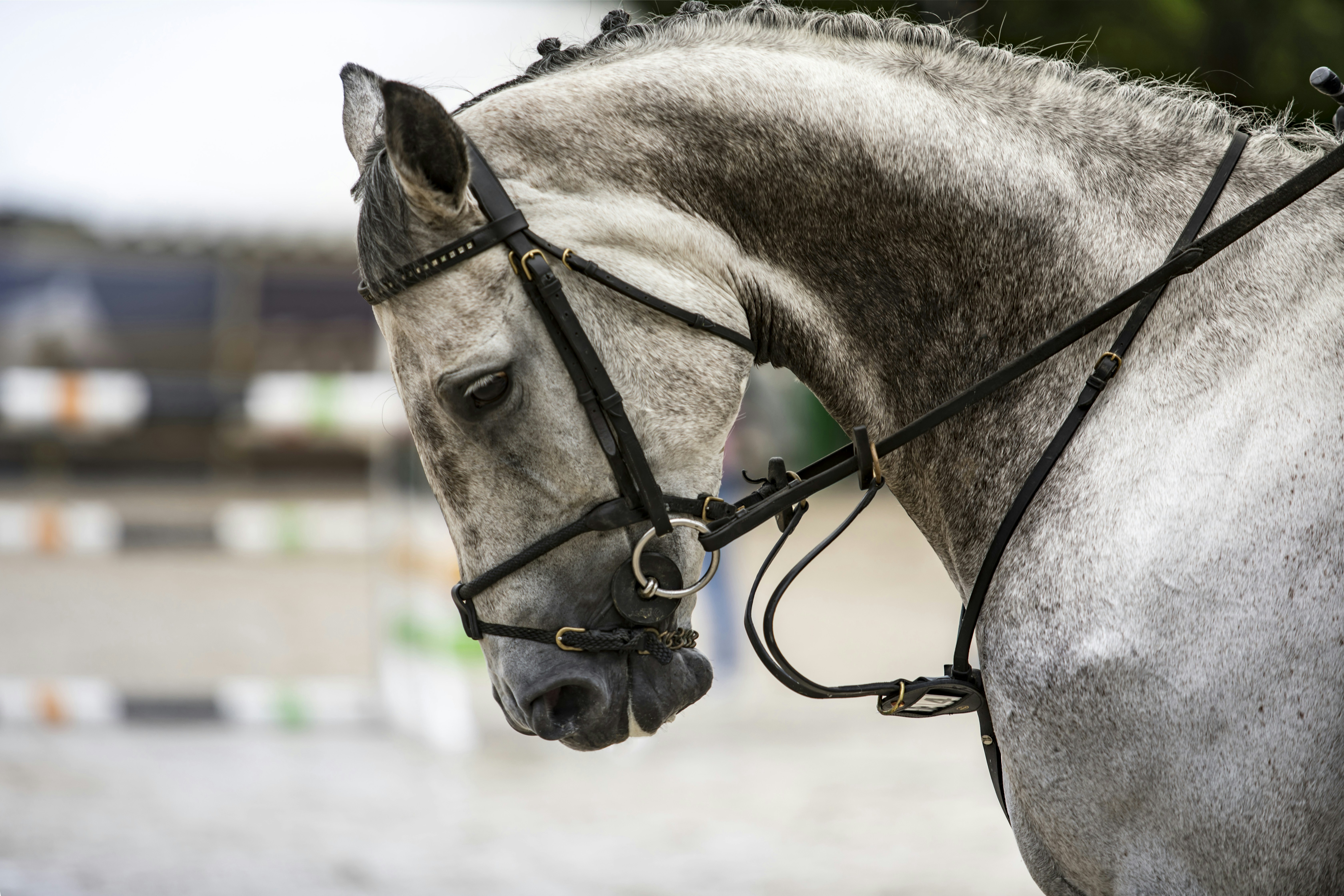 Photo by leo_visions_