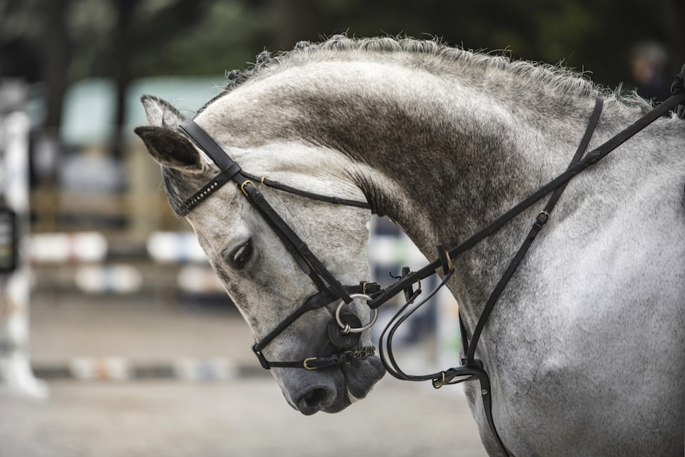 a couple of horses stand near each other