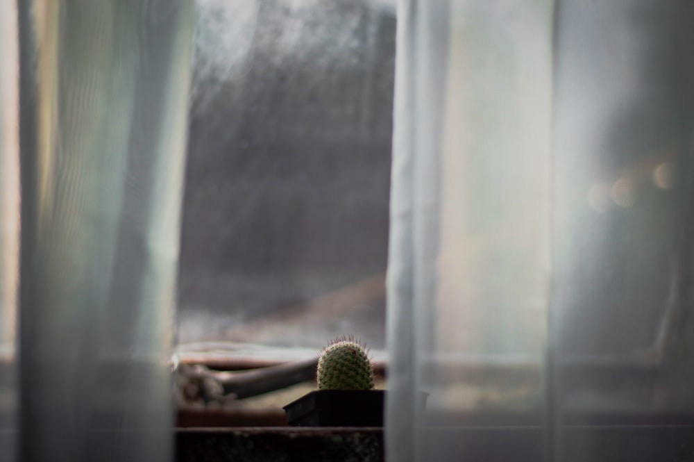 Un cactus en una ventana