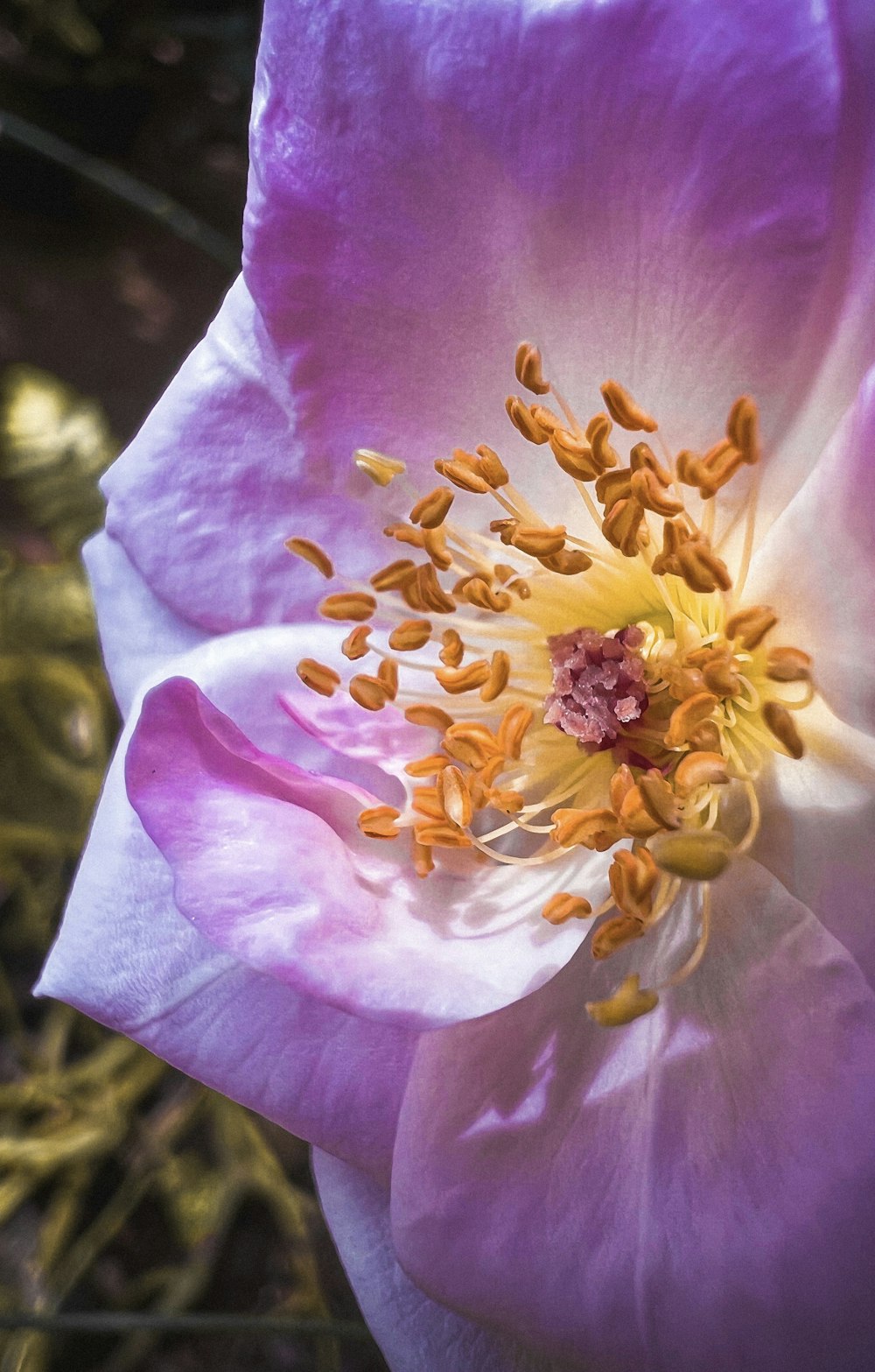 a close up of a flower