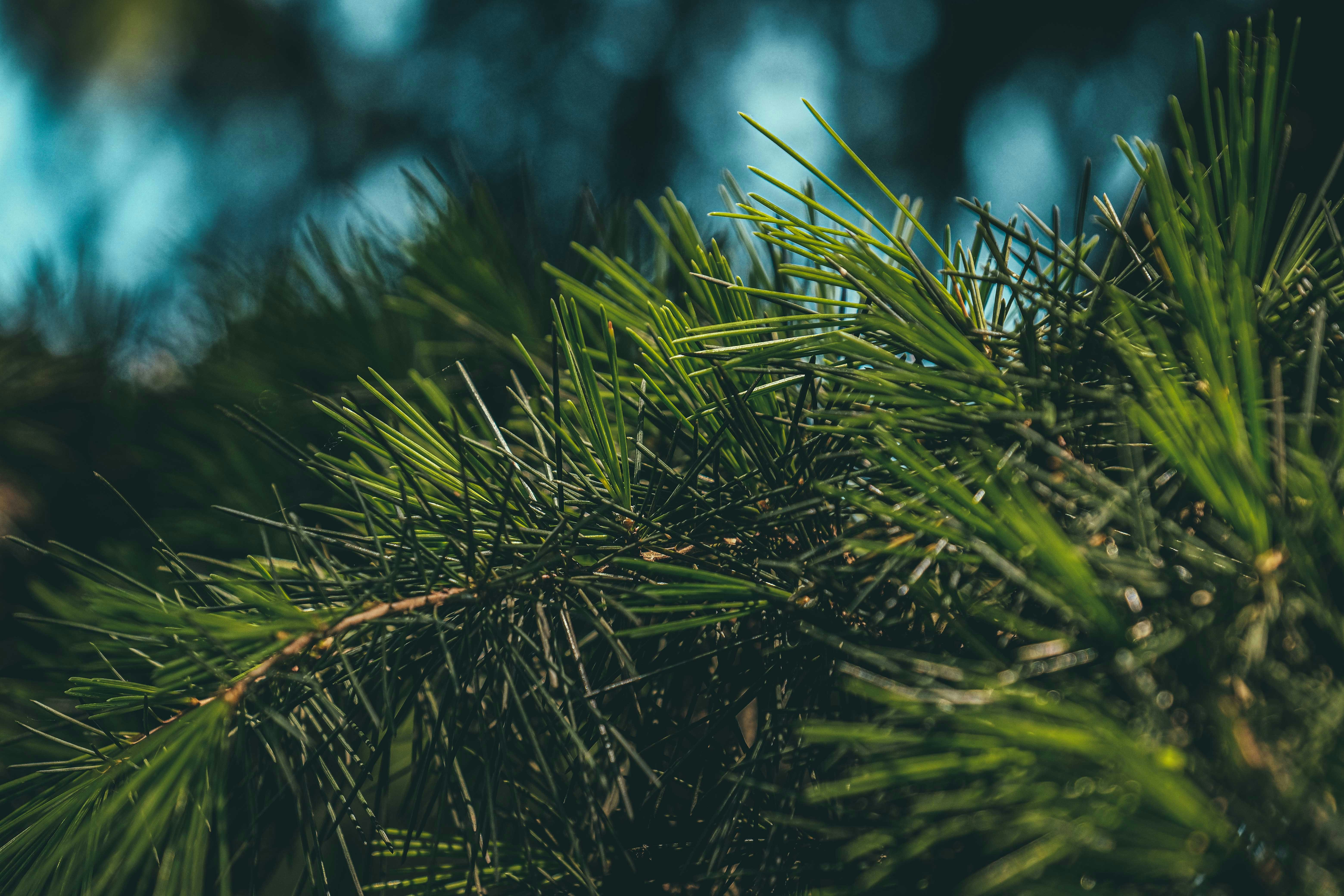 Photo by francesco_ungaro