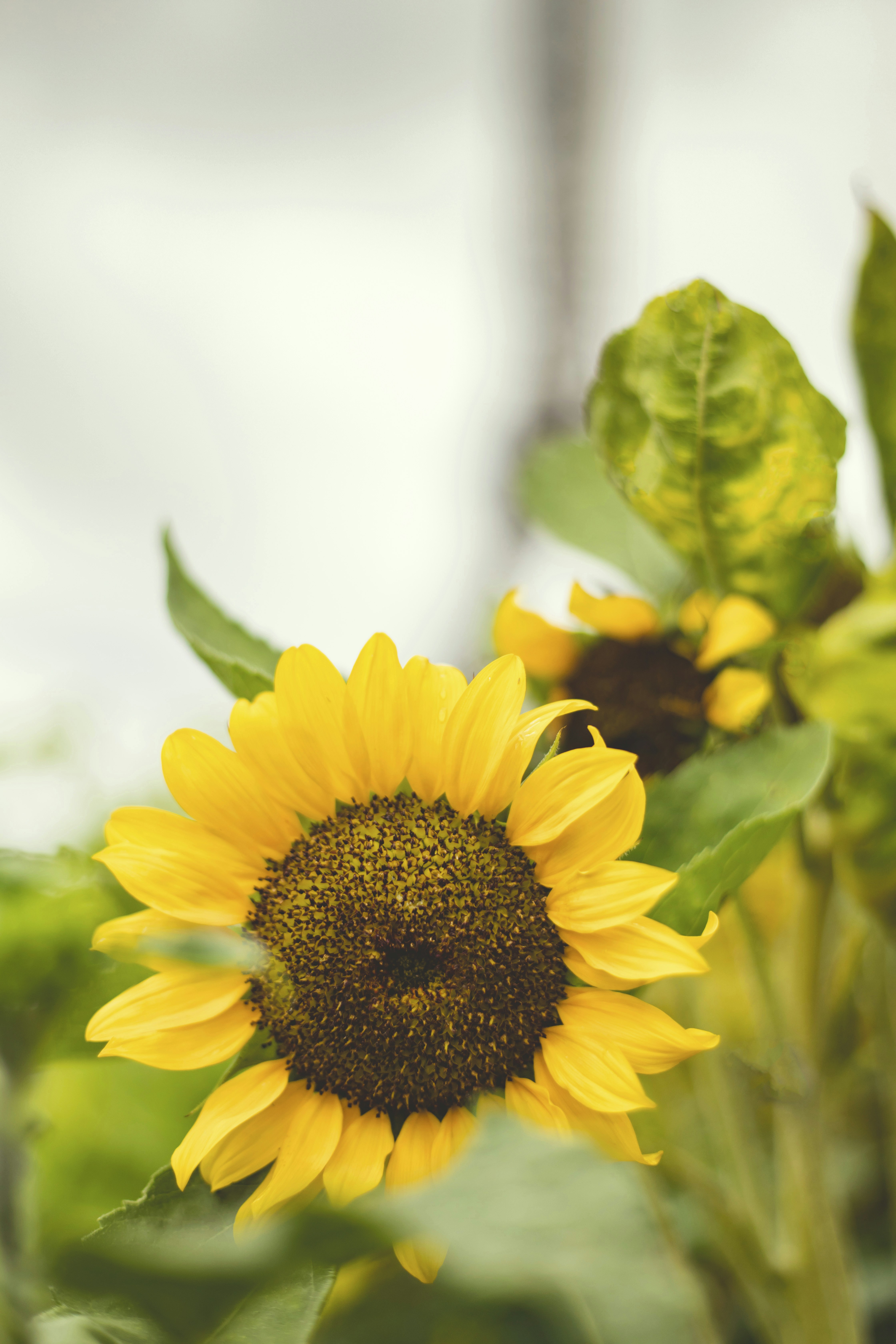 Photo by leo_visions_