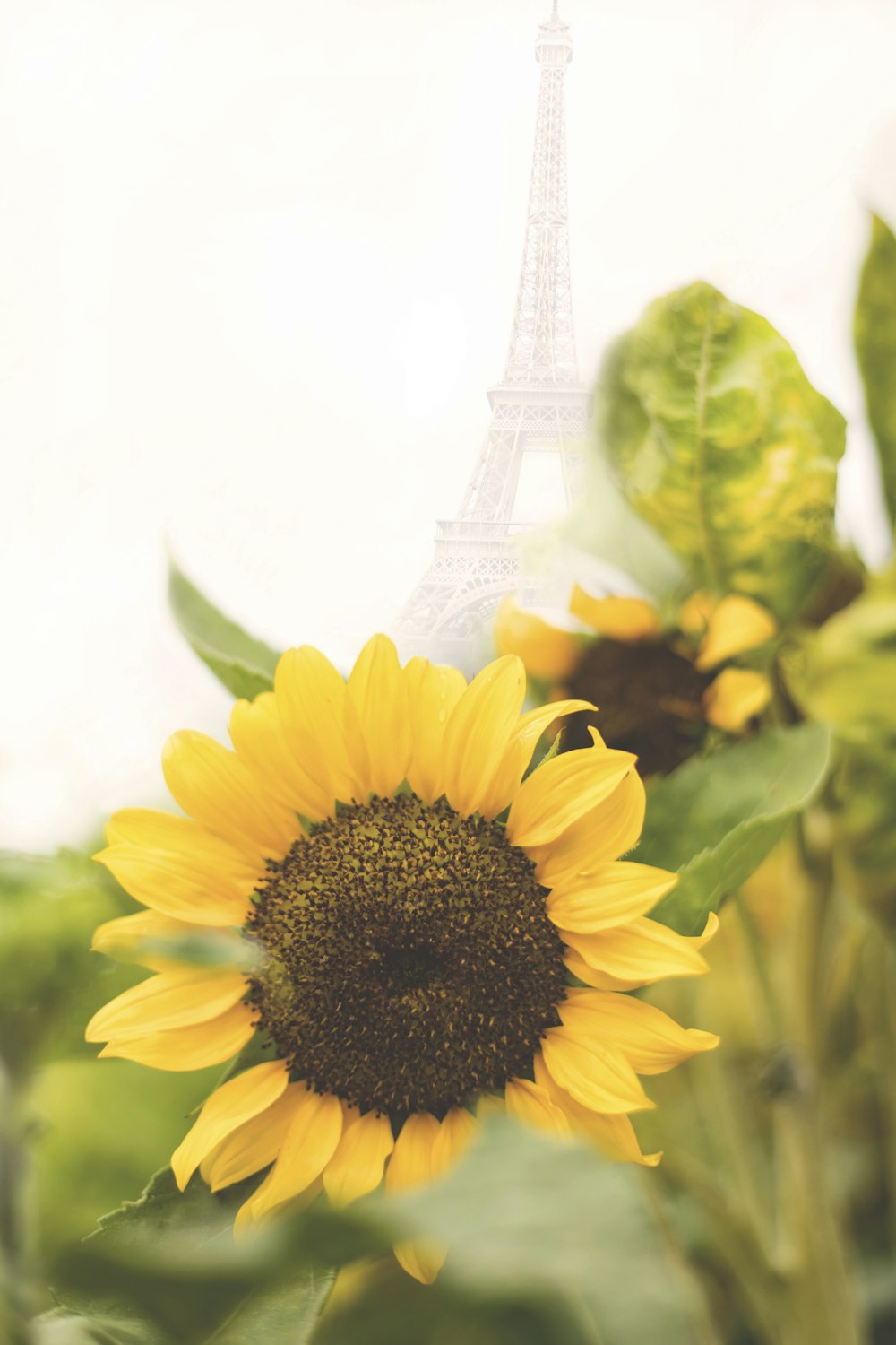 a close up of a sunflower