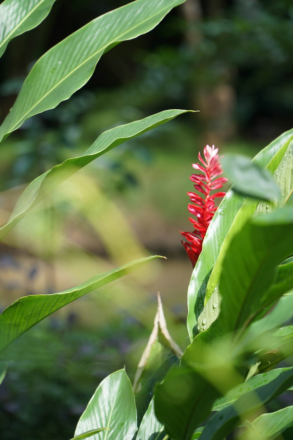 a red flower on a plant