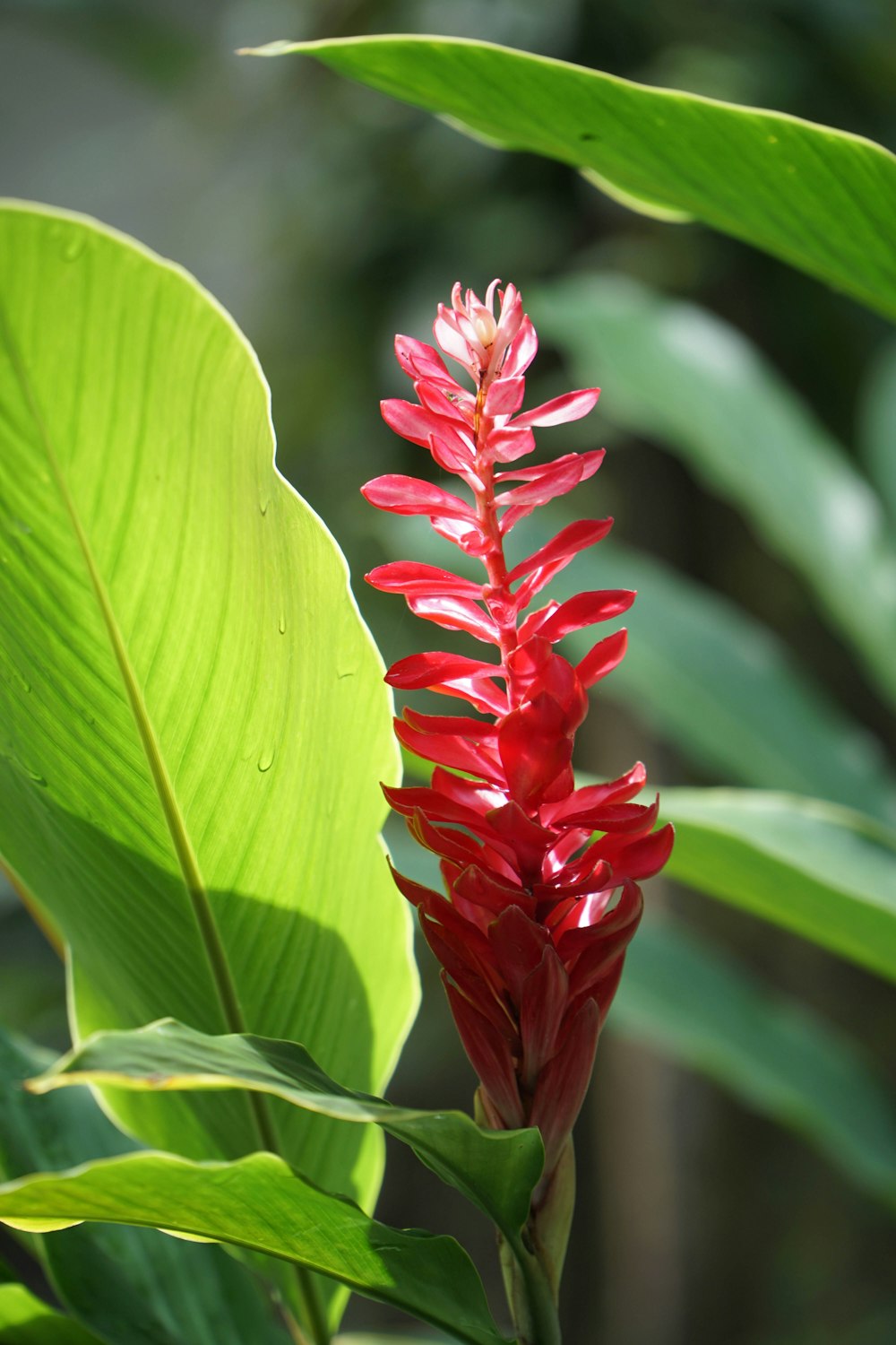 a close-up of some flowers