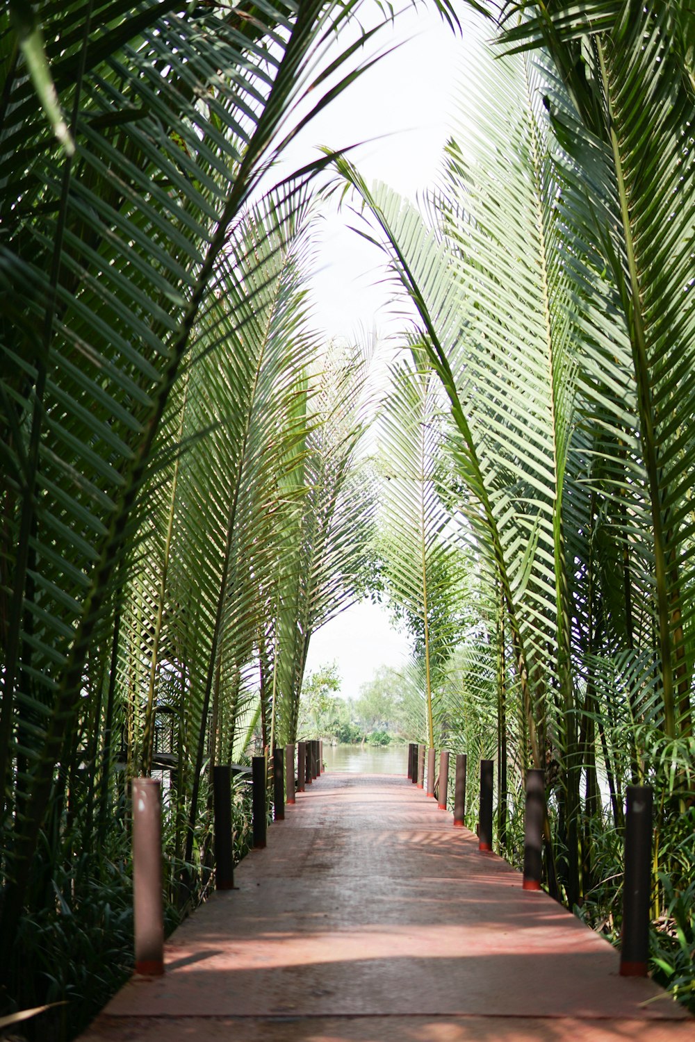 a walkway with bamboo trees