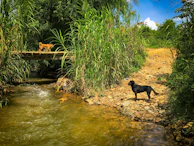 Two dogs happily exploring the grassy edges of a peaceful stream in South Bristol.